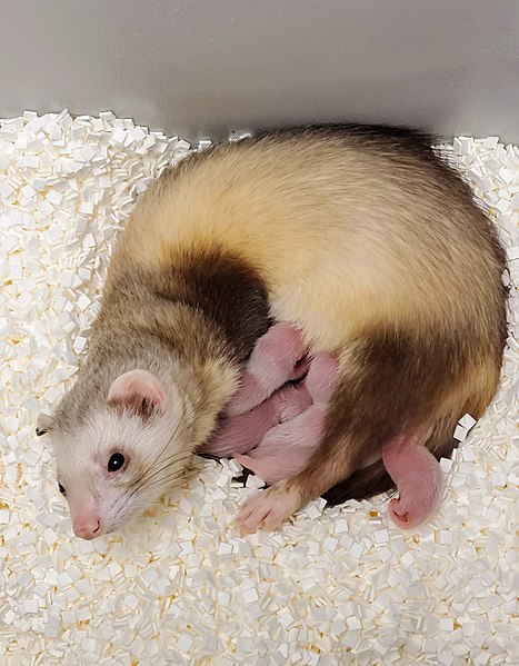 A photo of Elizabeth Ann with her surrogate mother and siblings.
Photo Courtesy of: USFWS National Black-footed Ferret Conservation Center; Wikimedia Commons


