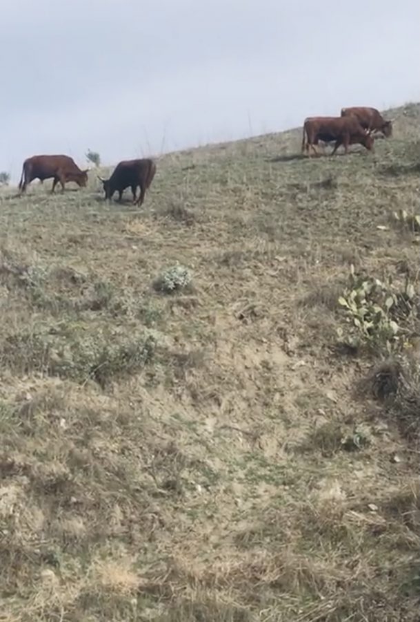 Herd of bulls restoring the grassy lands Photo courtesy of Geovany De Niz