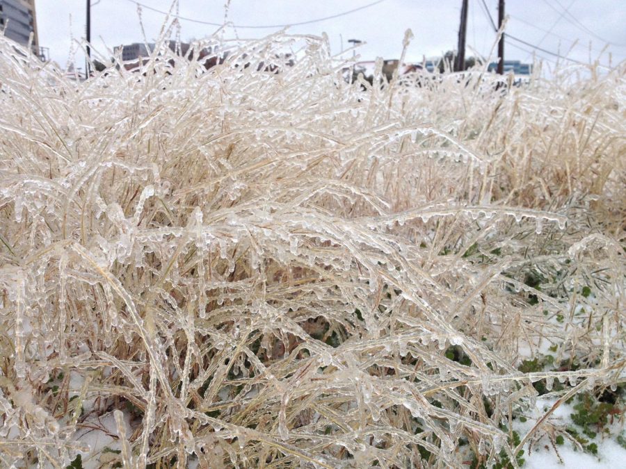 Texas was under a lot of ice as this storm hit them. Photo Courtesy of:  M. Zane McClellan from Pixabay