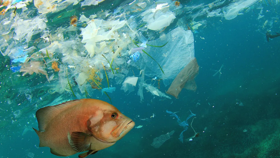 Plastic+in+the+ocean+is+a+huge+problem+in+todays+society+and+humans+are+directly+affected+through+eating+fish.+