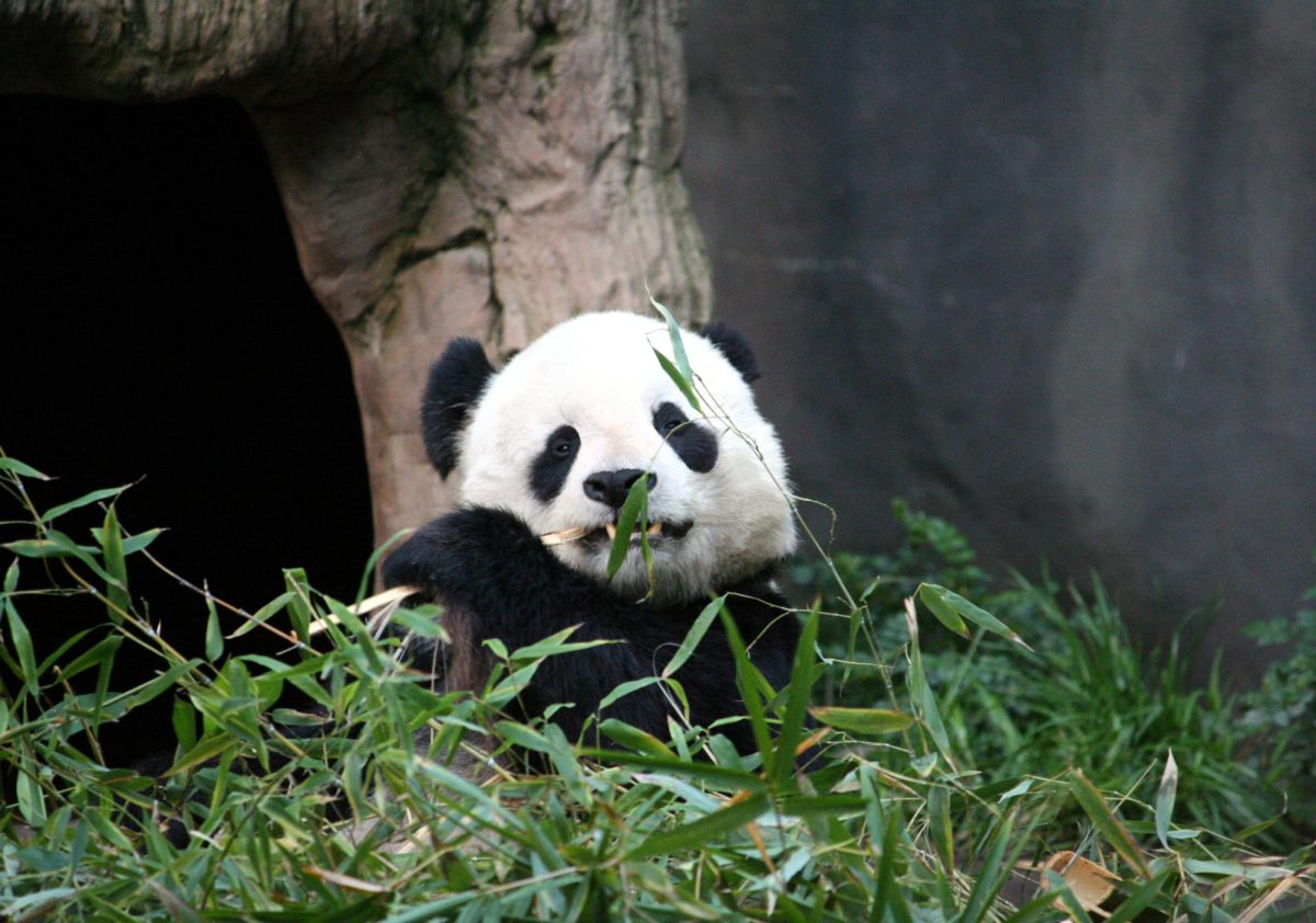 This is Gao Gao at the San Diego Zoo in 2009. He lived there until 2018 and will be returning with a female companion, Bai Yun, at the end of the year.
