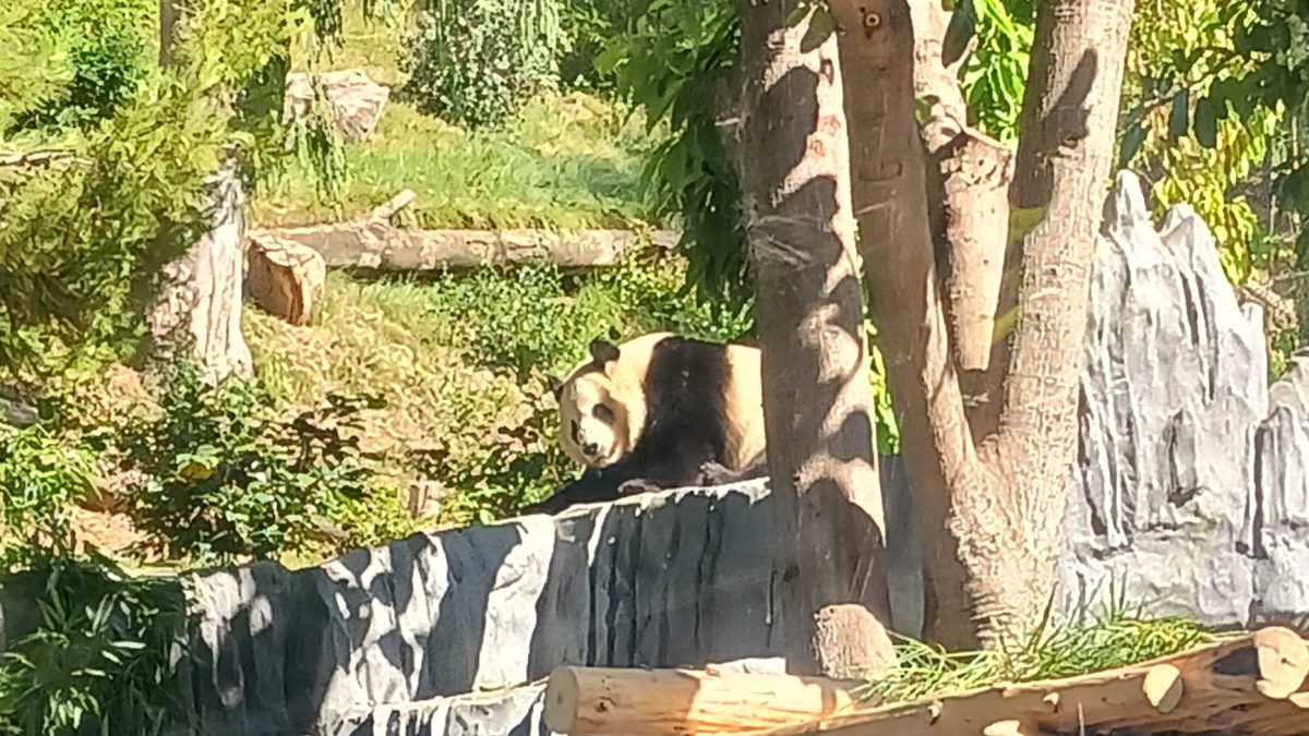 This is one of the Panda's that was available to view at the San Diego Zoo on August 24, 2024. 