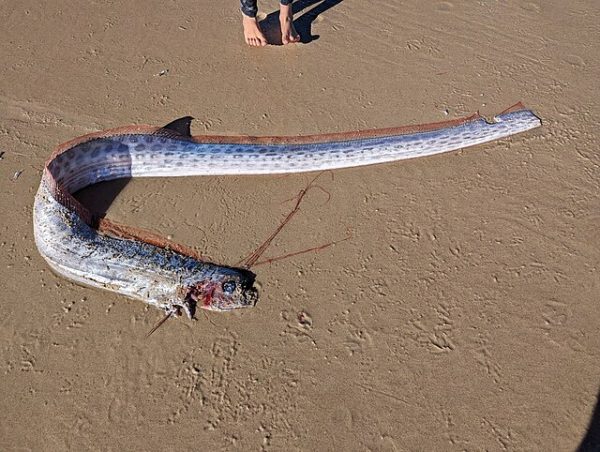 Marine life, like this species of oarfish that washed ashore in Australia in 2023, have been washing ashore all over the world. Recent shore appearances of rare and deepwater marine life have spiked scientists' and locals' interests and concerns. Image courtesy of Gary Dickson, CC BY 4.0, via Wikimedia Commons