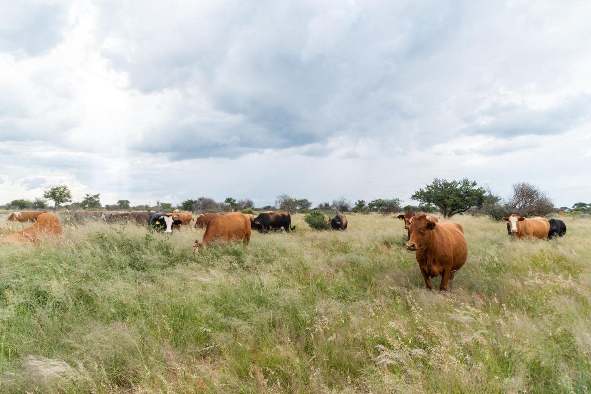 Pictured is a cattle herd, many of which have become infected with the H5N1 strain of bird flu. BIrd flu spreading to non-avian species has raised concerns on the possibilities of an outbreak. 