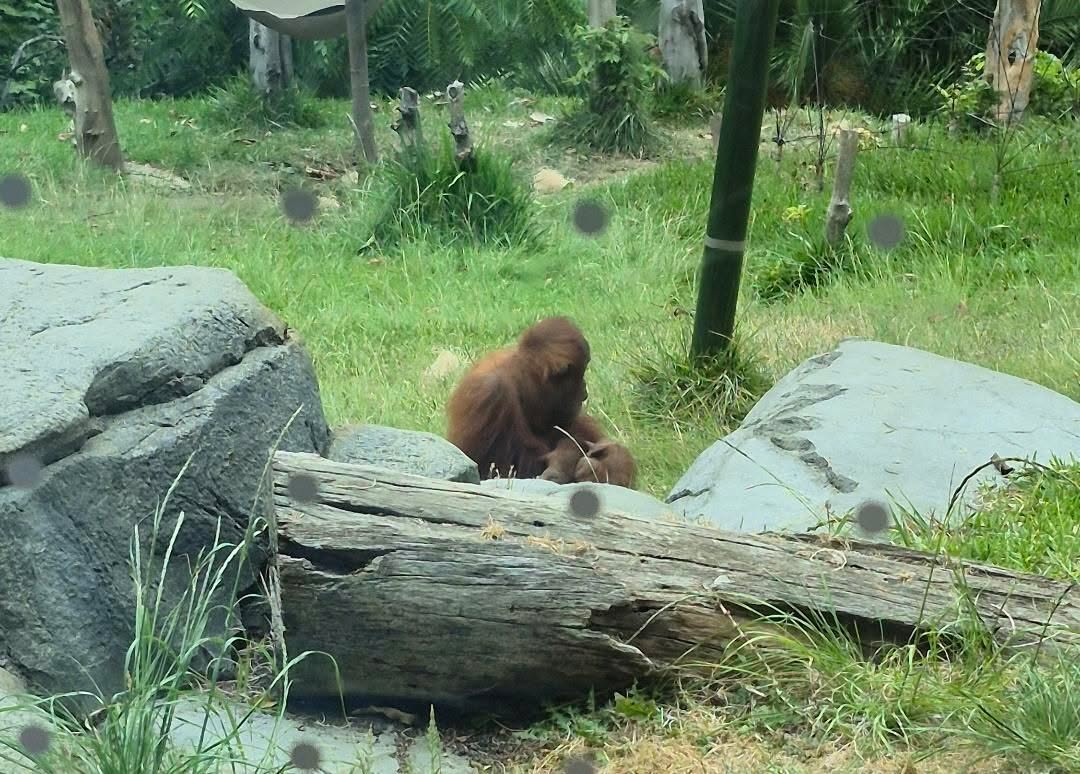 This photo shows an Orangutan in his enclosure at the San Diego Zoo. This enclosure shows the typical living enclosure for monkeys such as Punch.